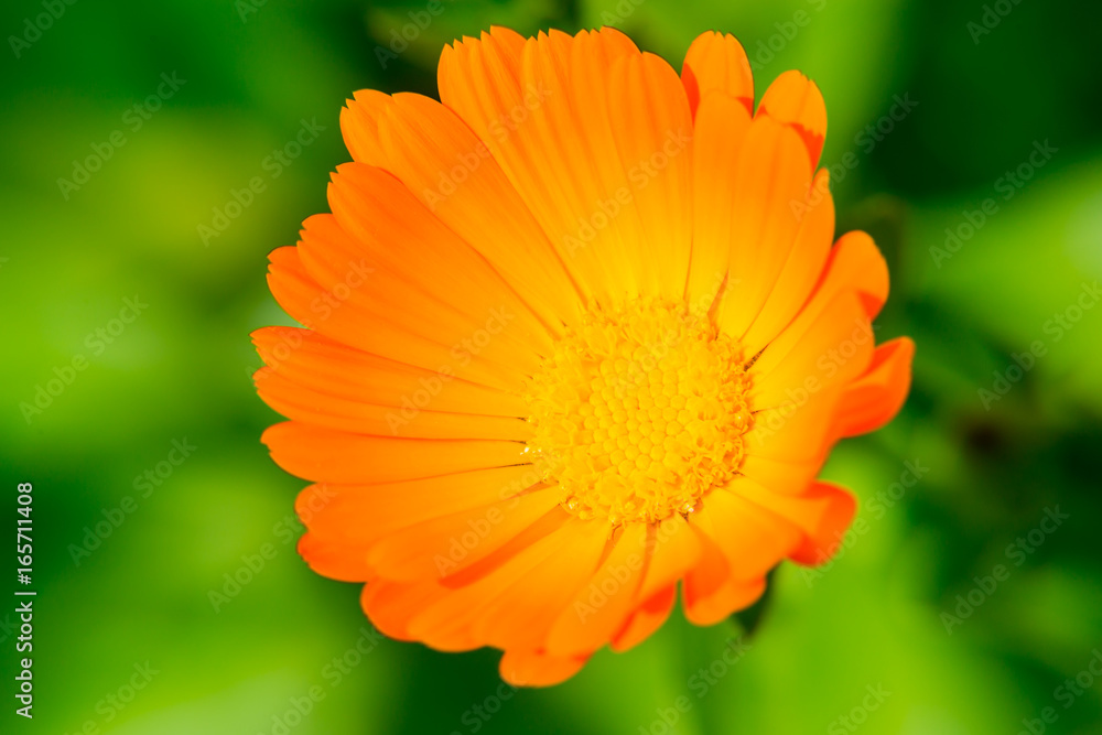 Calendula flower close up on blurred background. The orange flower. A medicinal herb. Calendula flower close up on blurred background. The orange flower. A medicinal herb.