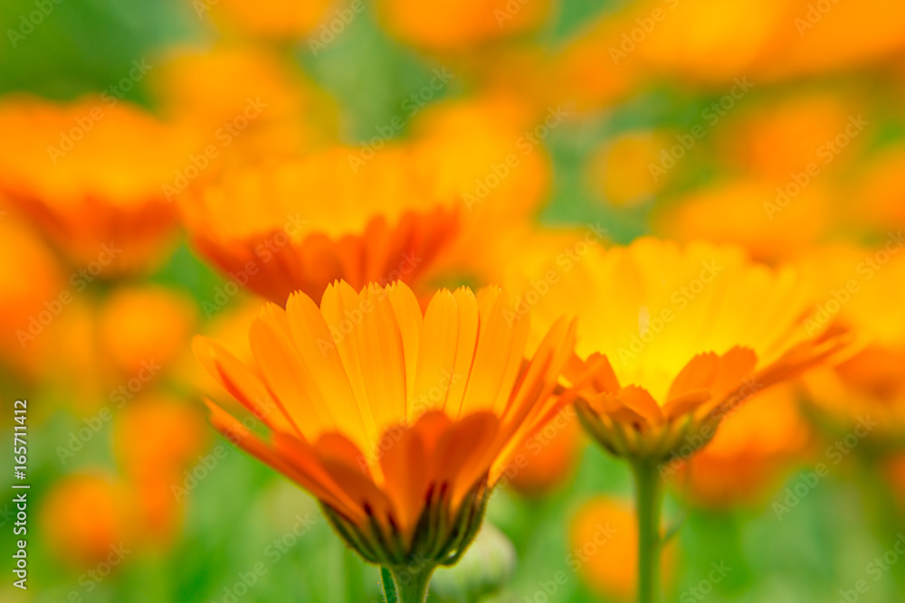 Calendula flower close up on blurred background. The orange flower. A medicinal herb. Calendula flower close up on blurred background. The orange flower. A medicinal herb.