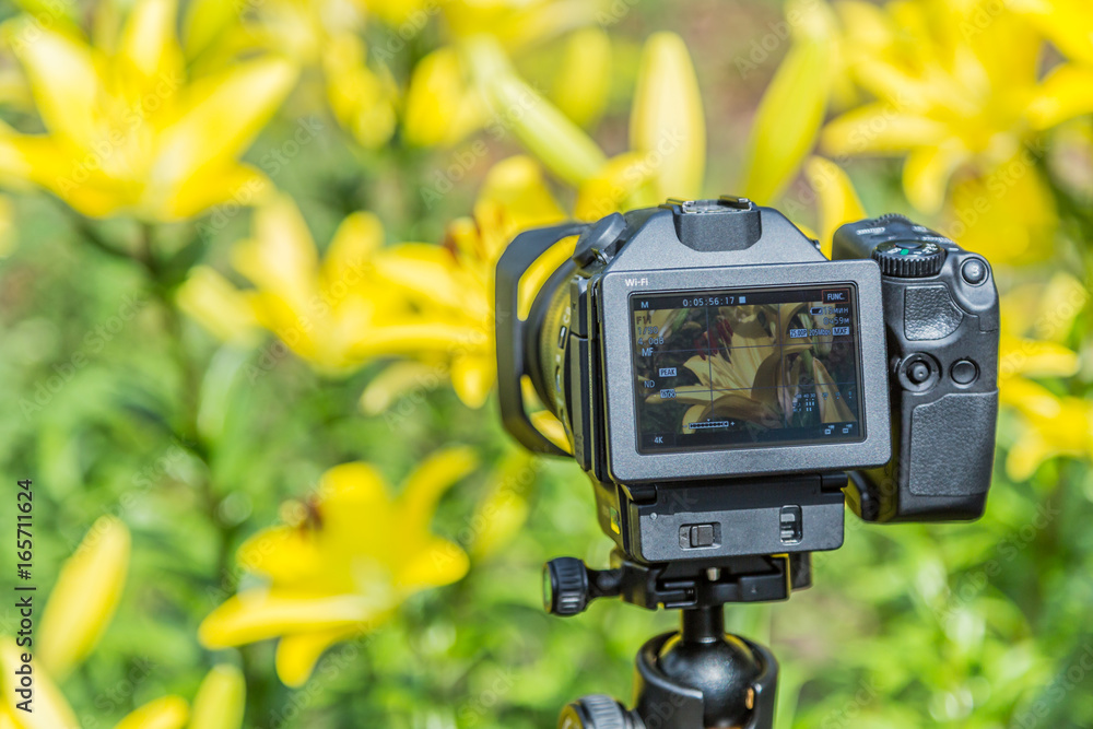 Macro photography of flowers. Digital camera LCD display Macro photography of flowers. Digital camera LCD display
