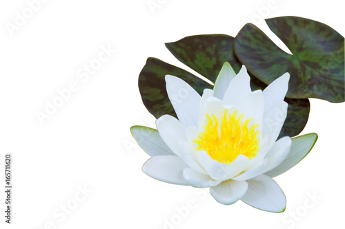Fototapeta Naklejka Na Ścianę i Meble -  flower of a white water lily. isolated