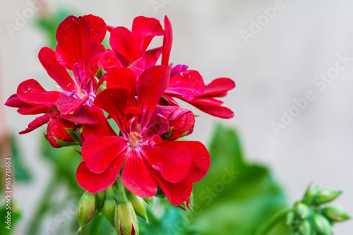 Fototapeta Naklejka Na Ścianę i Meble -  Red garden geranium flowers