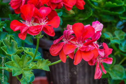 Fototapeta Naklejka Na Ścianę i Meble -  Red garden geranium flowers