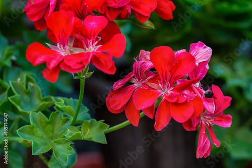 Fototapeta Naklejka Na Ścianę i Meble -  Red garden geranium flowers