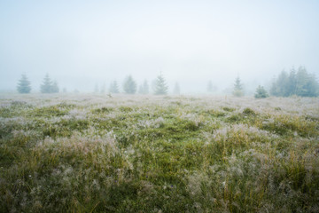 Leinwandbilder Khaki Green meadow in morning dew and young firtrees in dense fog  © alexeyborodin