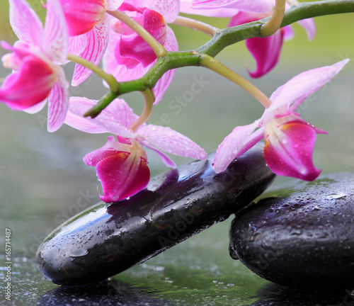 Pink orchids and black stones .Wellness background.