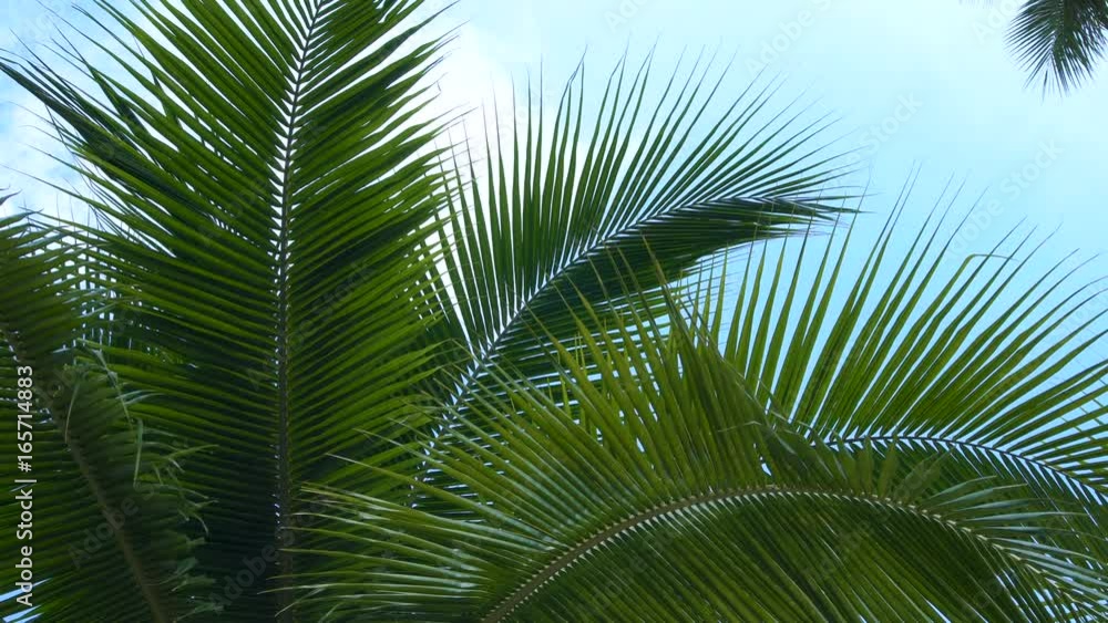 Palm Tree Branches. POV from Swinging Hammock Palm Tree Branches. POV from Swinging Hammock