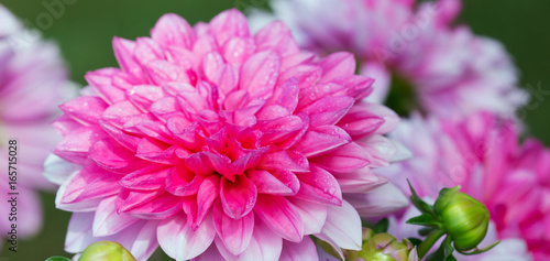 Fototapeta Naklejka Na Ścianę i Meble -  Pink dahlia .Holiday card.
