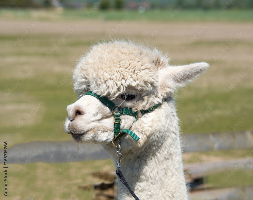 Obraz premium Alpaca with a harness