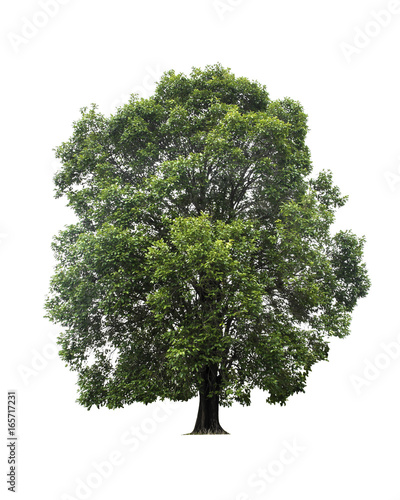 Tree isolated on white background.