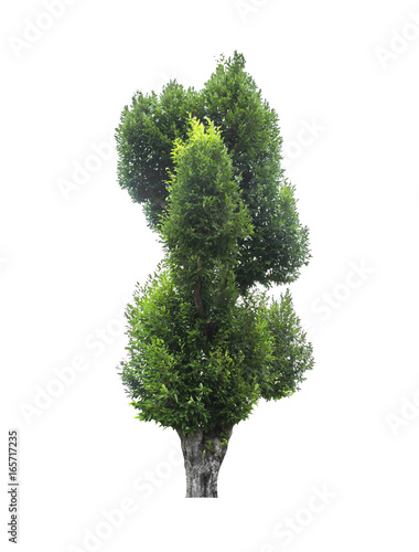 Tree isolated on white background.
