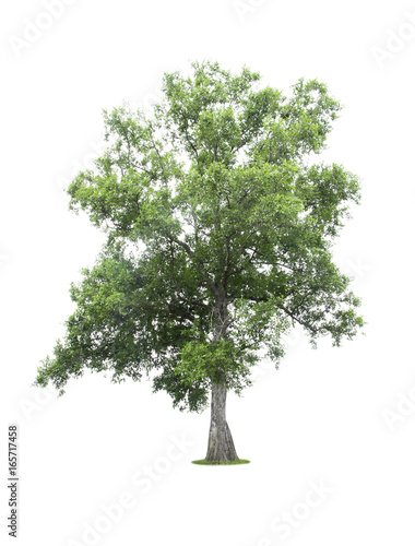 Tree isolated on white background.