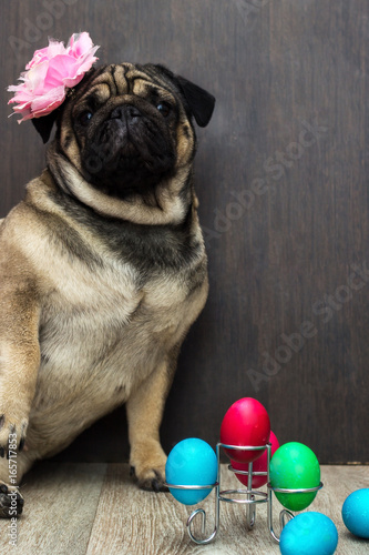 Easter and dog