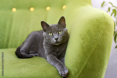 Cute gray cat laying stretched out, relaxing on the sofa. Portrait of elegant Russian Blue Cat. photo