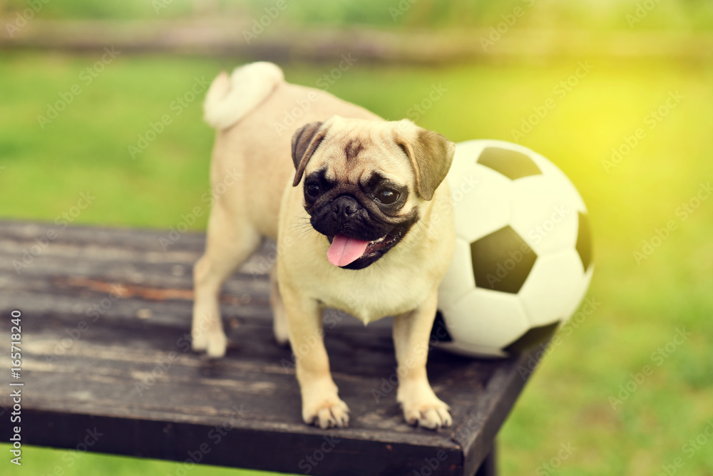 Obraz premium Happy cute Pug 