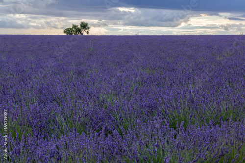 Champ de Lavandin sous un ciel orageux