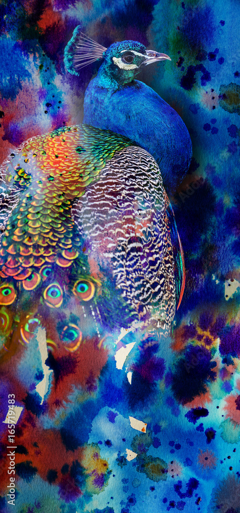 Fototapeta premium photo of a peacock on a watercolor background