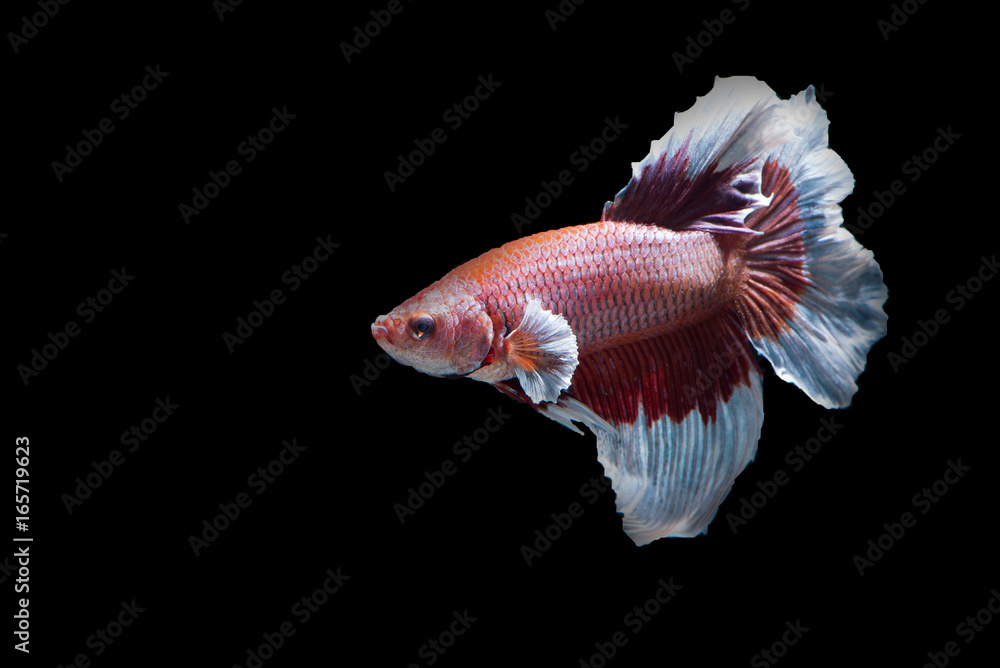 White and Red tail fighting fish on black background White and Red tail fighting fish on black background