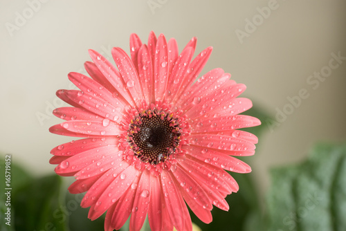 Bud of pink gerbera flower ...