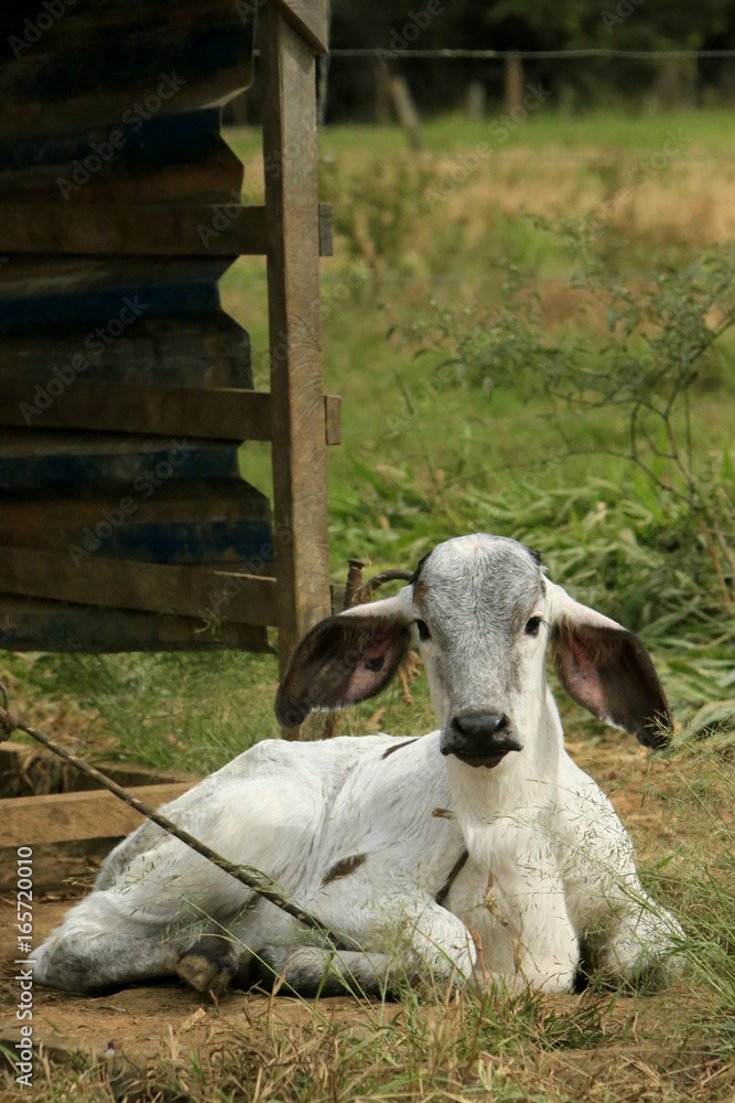 Fototapeta premium fAZENDA DE GADO