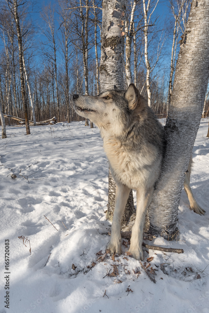Grey Wolf (Canis lupus) Looks Up to Left