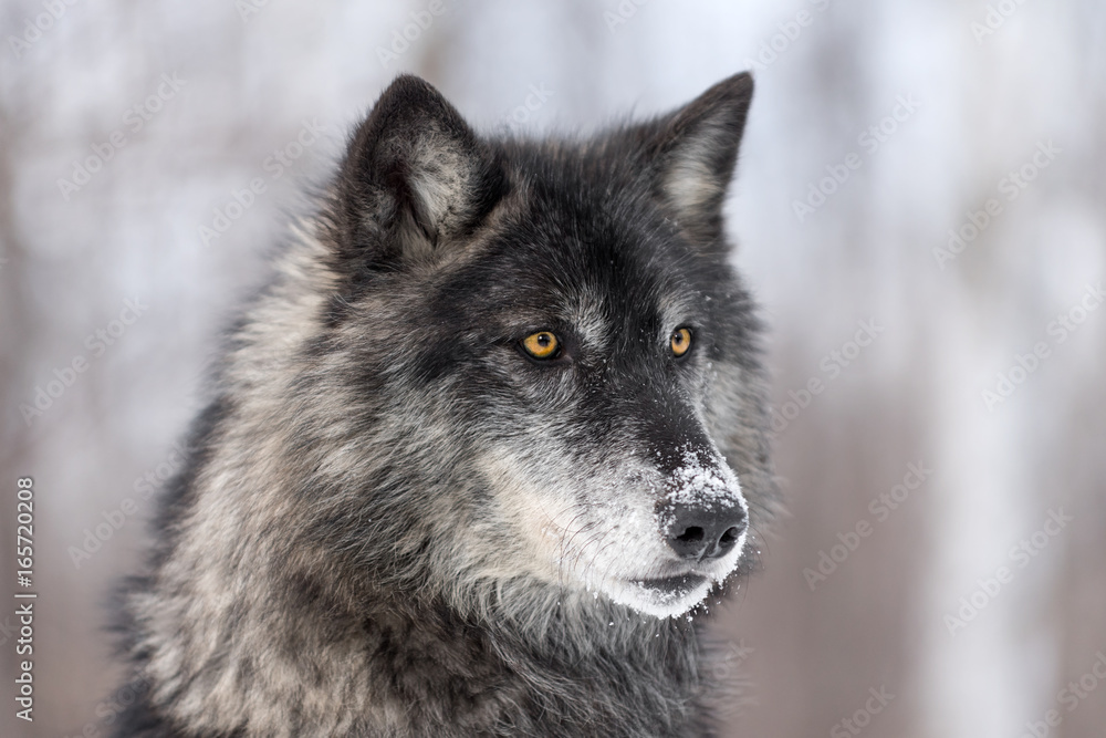 Obraz premium Profil czarnego szarego wilka (Canis lupus) Po prawej