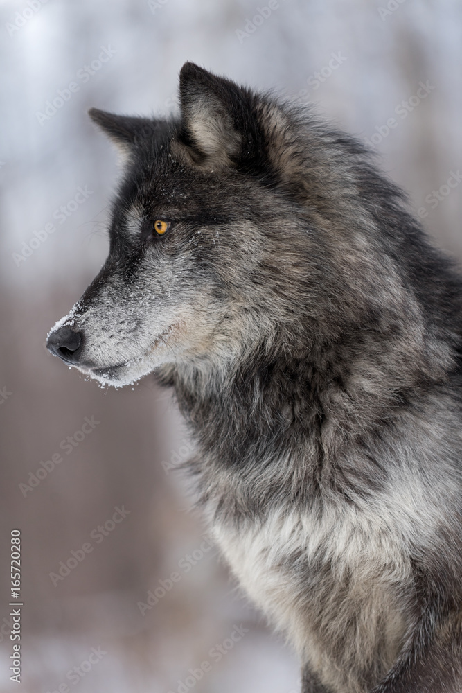 Obraz premium Black Phase Grey Wolf (Canis lupus) Profile Vertical