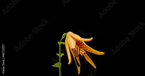 Blooming of orange flower of brindle lily flower on black background, 4K 4096x2160 29.97fps time lapse video