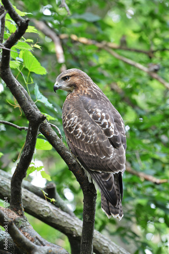 .Red-tailed Hawk perched in a tree Buteo jamaicensis .