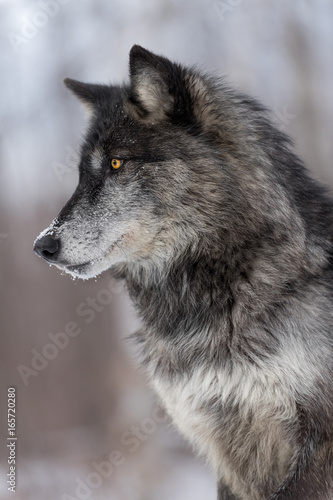 Black Phase Grey Wolf  Canis lupus  Profile Vertical