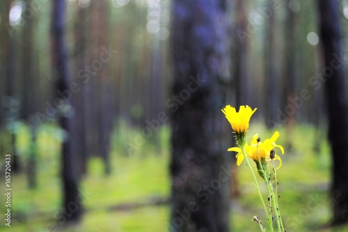 цветок в лесу