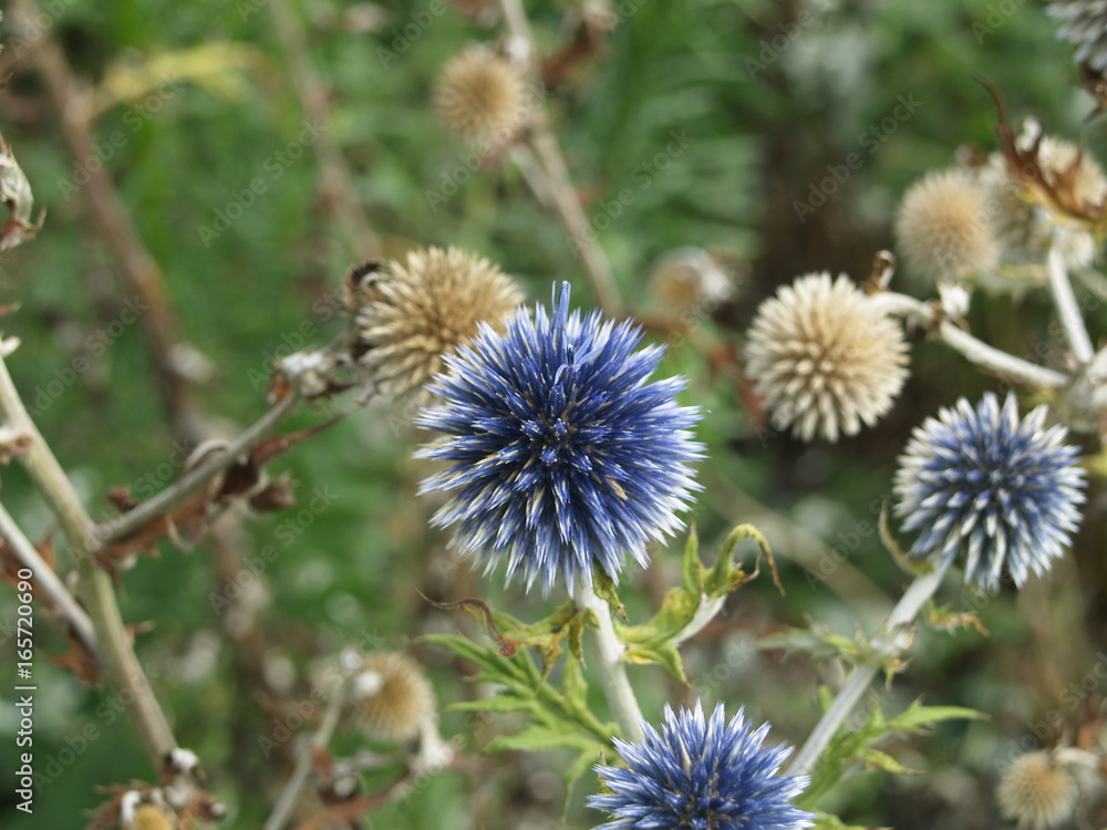 Ball Thistle Ball Thistle