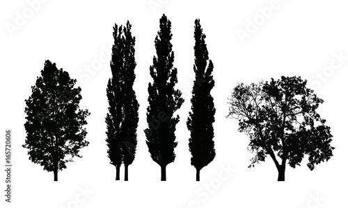 Set of realistic vector silhouettes of deciduous trees isolated on white background