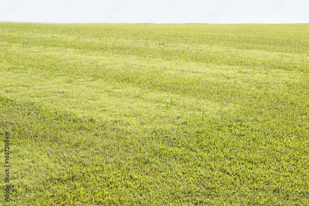 Grass isolated on white background. Grass isolated on white background.