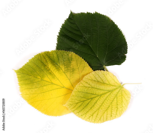 Dry yellow and green leaves isolated on white background