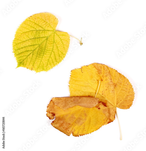 Dry yellow leaves isolated on white background
