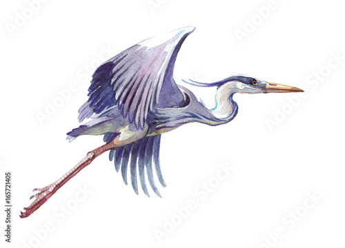 Watercolor single heron animal isolated on a white background illustration. photo