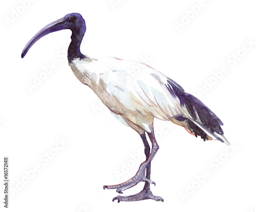 Εκτύπωση καμβά Watercolor single ibis animal isolated on a white background illustration