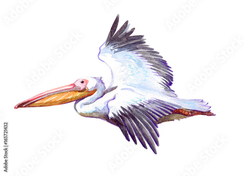 Watercolor single pelican animal isolated on a white background illustration. photo