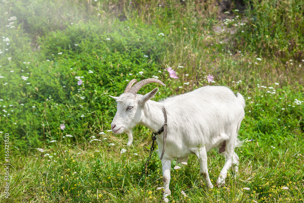 Fototapeta premium White goat on a green pasture on the grass