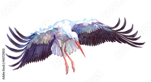 Watercolor single stork animal isolated on a white background illustration.