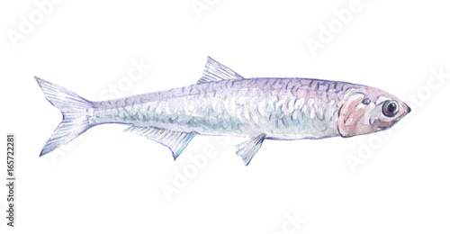 Watercolor single anchovy fish animal isolated on a white background illustration.