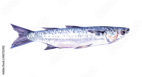 Photography Watercolor single mullet fish animal isolated on a white background illustration