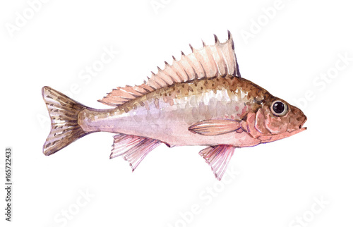 Watercolor single ruff fish animal isolated on a white background illustration.