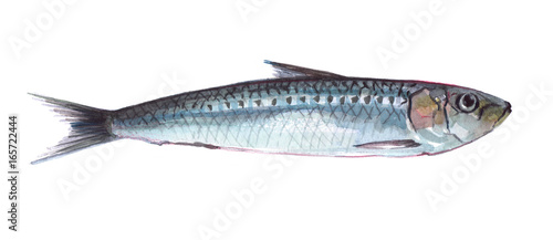 Watercolor single sardine fish animal isolated on a white background illustration.
