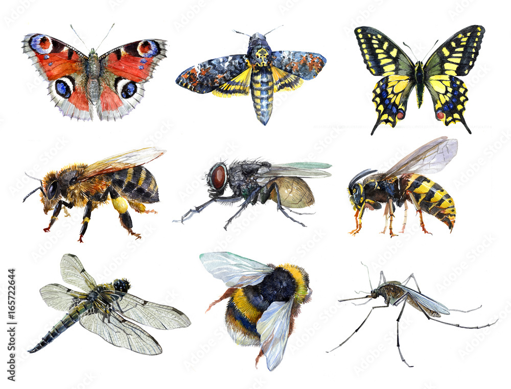 Fototapeta Watercolor set of insect animals wasp, moth, mosquito, Machaon, fly, dragonfly, bumblebee, bee, butterfly isolated on a white background illustration