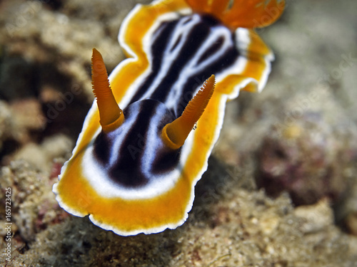 Magnificent Chromodoris, Prachtsternschnecke (Chromodoris magnifica) photo