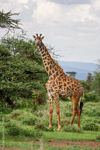 Giraffe - Giraffa  Kenya  Africa