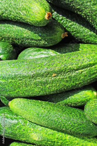 Raw cucumber closeup texture studio photo.