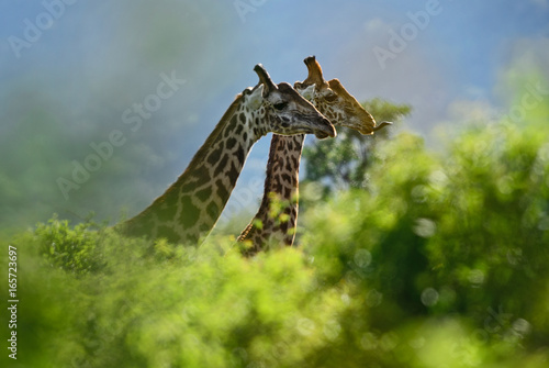 Canvas Print Giraffe - Giraffa, Kenya, Africa