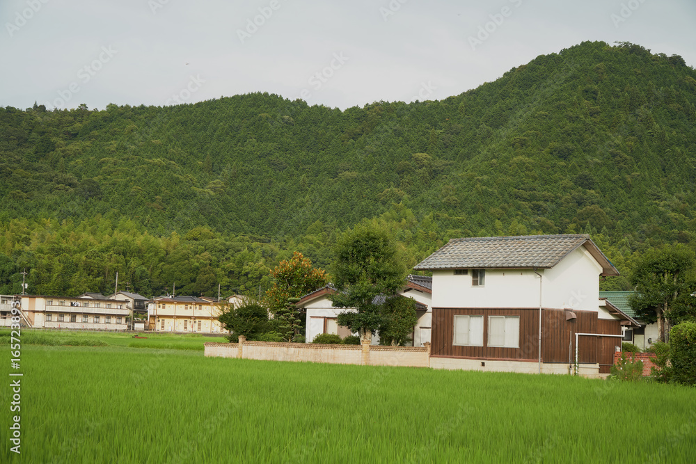 Green Rice Field in Yamaguchi City. There are many houses surrounds the rice field. Green Rice Field in Yamaguchi City. There are many houses surrounds the rice field.